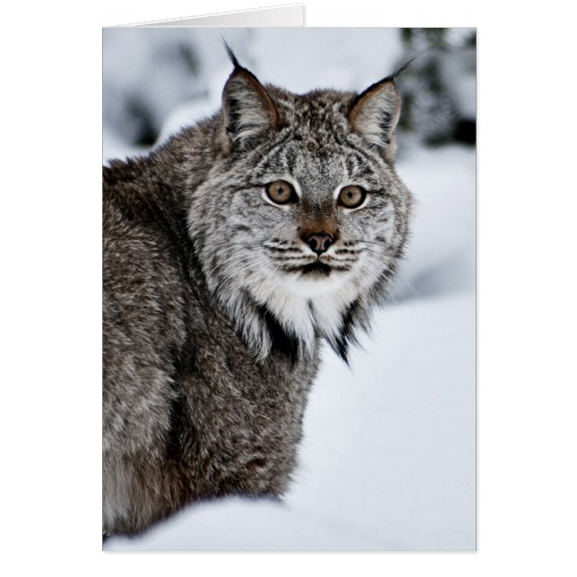 Canadees Lynx in de sneeuw (Voorkant)