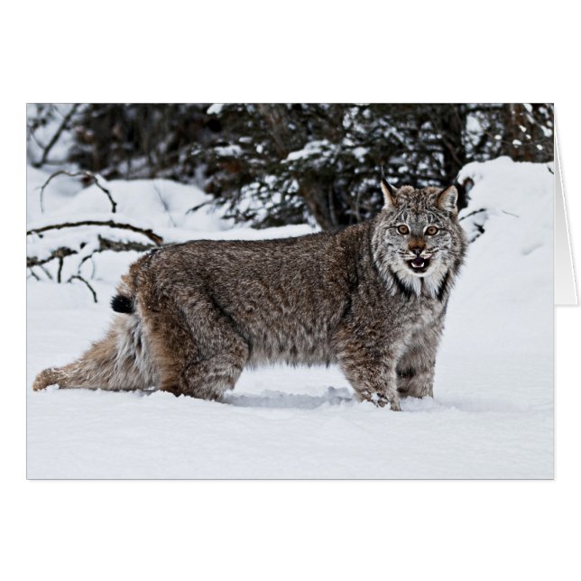 Canadees Lynx in de sneeuw (Voorkant Horizontaal)