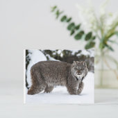 Canadees Lynx in de sneeuw Briefkaart (Staand voorkant)