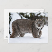 Canadees Lynx in de sneeuw Briefkaart (Voorkant / Achterkant)