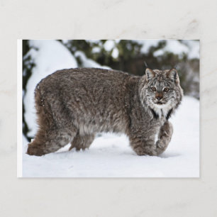 Canadees Lynx in de sneeuw Briefkaart