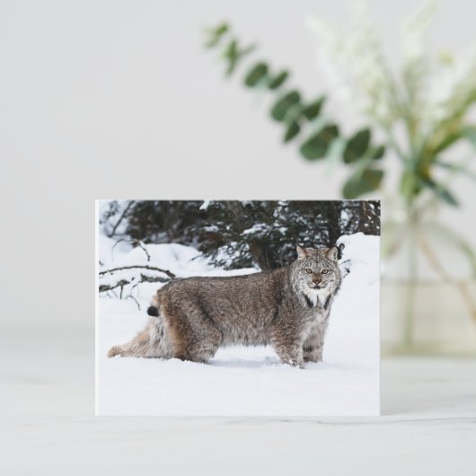 Canadees Lynx in de sneeuw Briefkaart (Staand voorkant)