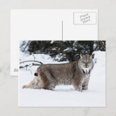 Canadees Lynx in de sneeuw Briefkaart (Voorkant / Achterkant)