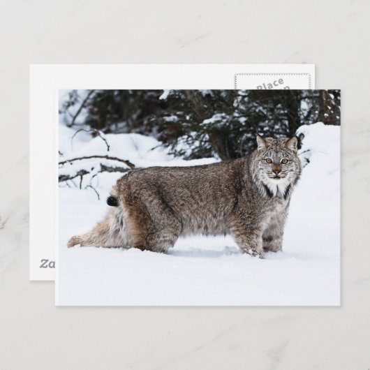 Canadees Lynx in de sneeuw Briefkaart (Voorkant / Achterkant)