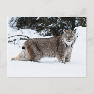 Canadees Lynx in de sneeuw Briefkaart