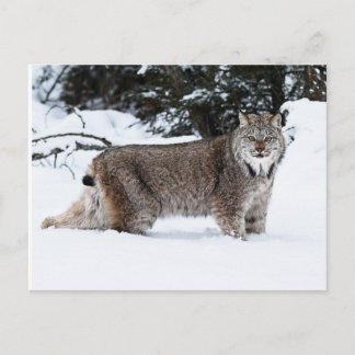 Canadees Lynx in de sneeuw Briefkaart