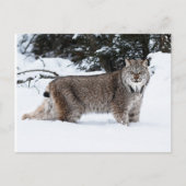 Canadees Lynx in de sneeuw Briefkaart (Voorkant)