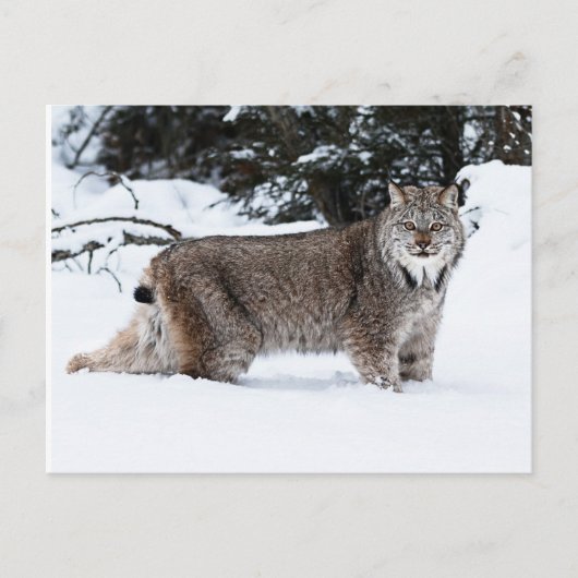 Canadees Lynx in de sneeuw Briefkaart (Voorkant)