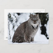 Canadees Lynx in de sneeuw Briefkaart (Voorkant / Achterkant)