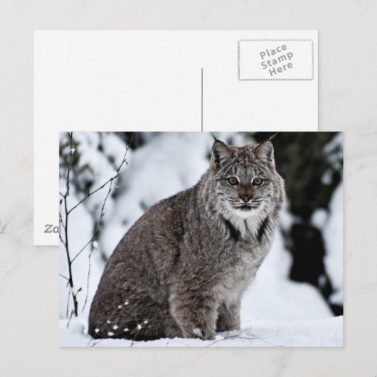 Canadees Lynx in de sneeuw Briefkaart (Voorkant / Achterkant)