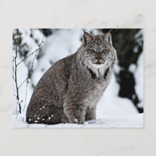 Canadees Lynx in de sneeuw Briefkaart