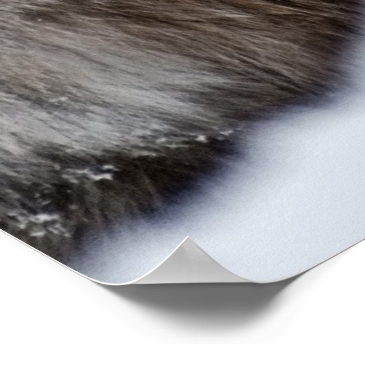 Canadees Lynx in de sneeuw Poster (Hoek)