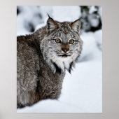 Canadees Lynx in de sneeuw Poster (Voorkant)