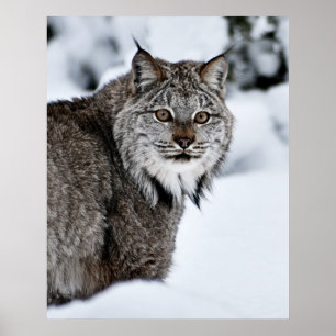 Canadees Lynx in de sneeuw Poster