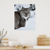 Canadees Lynx in de sneeuw Poster (Keuken)