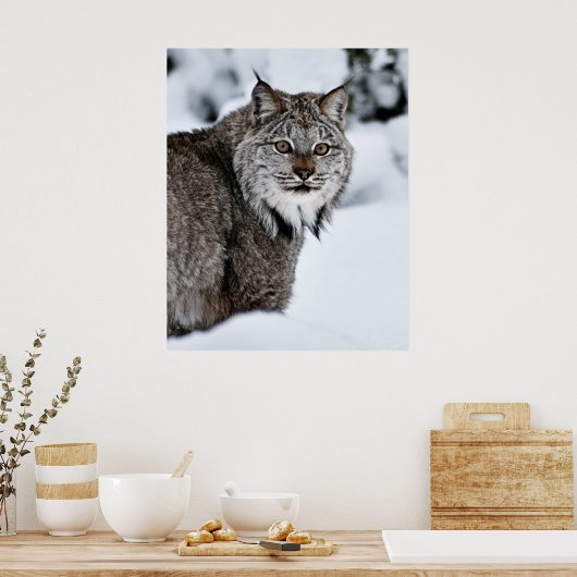 Canadees Lynx in de sneeuw Poster (Keuken)