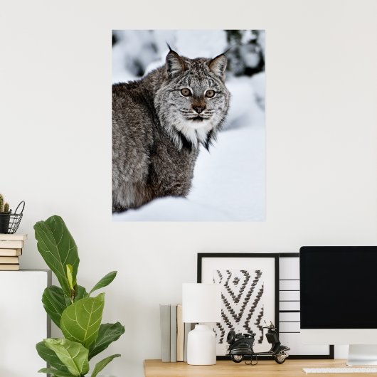Canadees Lynx in de sneeuw Poster (Thuiskantoor)