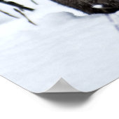 Canadees Lynx in de sneeuw Poster (Hoek)