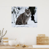 Canadees Lynx in de sneeuw Poster (Keuken)