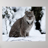 Canadees Lynx in de sneeuw Poster (Voorkant)