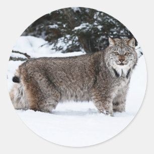 Canadees Lynx in de sneeuw Ronde Sticker