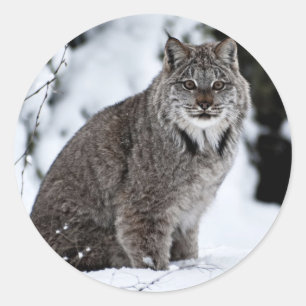 Canadees Lynx in de sneeuw Ronde Sticker