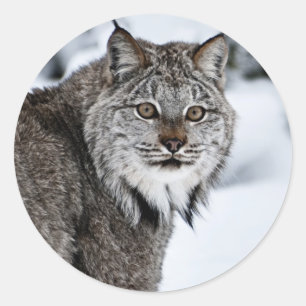 Canadees Lynx in de sneeuw Ronde Sticker