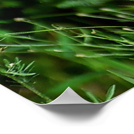 Canadees Lynx Kitten op de jacht Poster (Hoek)