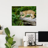Canadees Lynx Kitten op de jacht Poster (Thuiskantoor)