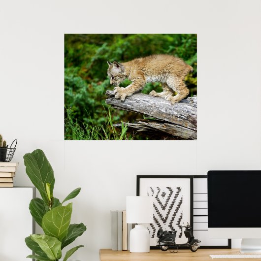 Canadees Lynx Kitten op de jacht Poster (Thuiskantoor)