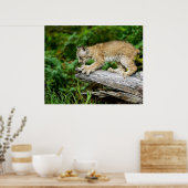 Canadees Lynx Kitten op de jacht Poster (Keuken)