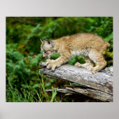 Canadees Lynx Kitten op de jacht Poster (Voorkant)