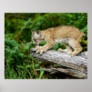 Canadees Lynx Kitten op de jacht Poster