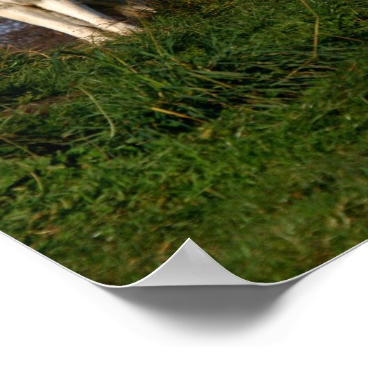 Canadees Poster van hout/houtwolf (Hoek)