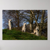 Canadees Poster van hout/houtwolf (Voorkant)