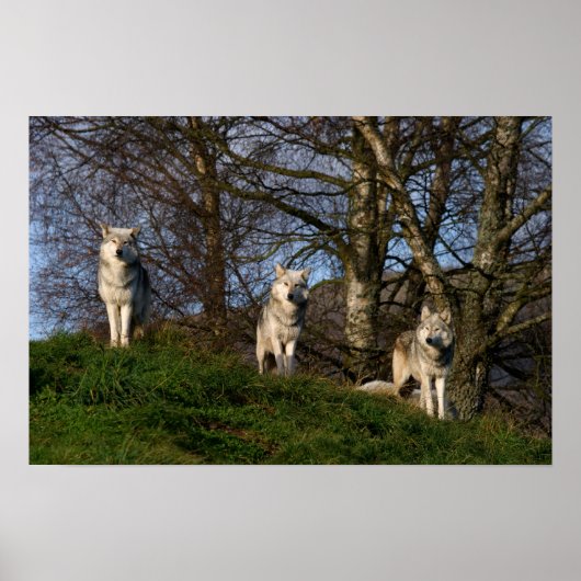 Canadees Poster van hout/houtwolf (Voorkant)