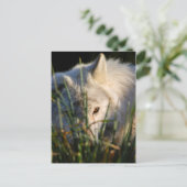 Canadees Timber Wolf Briefkaart (Staand voorkant)