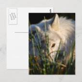 Canadees Timber Wolf Briefkaart (Voorkant / Achterkant)