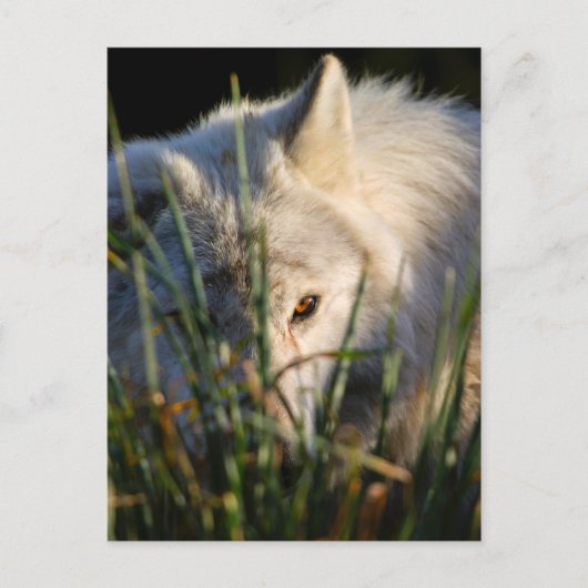 Canadees Timber Wolf Briefkaart (Voorkant)