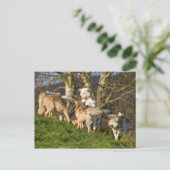 Canadees Timber Wolf Briefkaart (Staand voorkant)