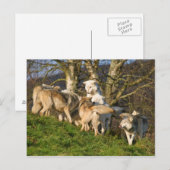 Canadees Timber Wolf Briefkaart (Voorkant / Achterkant)