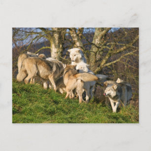 Canadees Timber Wolf Briefkaart