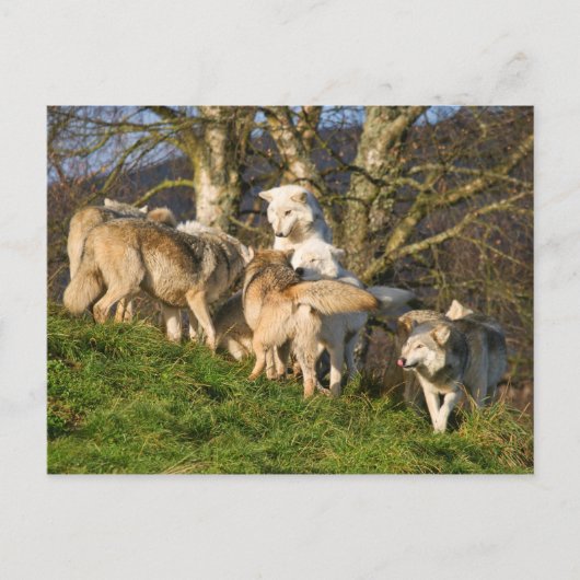 Canadees Timber Wolf Briefkaart (Voorkant)