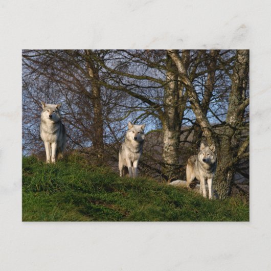 Canadees Timber Wolf Briefkaart (Voorkant)