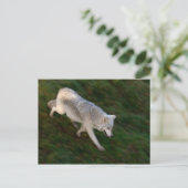 Canadees Timber Wolf Briefkaart (Staand voorkant)