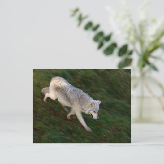 Canadees Timber Wolf Briefkaart (Staand voorkant)