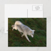 Canadees Timber Wolf Briefkaart (Voorkant / Achterkant)