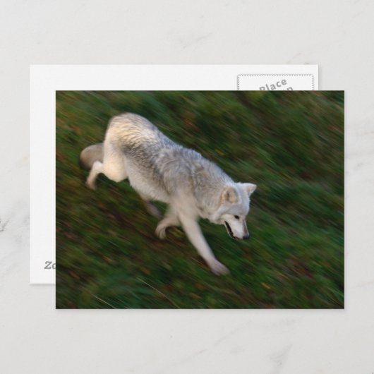 Canadees Timber Wolf Briefkaart (Voorkant / Achterkant)
