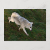 Canadees Timber Wolf Briefkaart (Voorkant)
