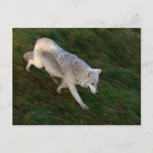 Canadees Timber Wolf Briefkaart (Voorkant)
